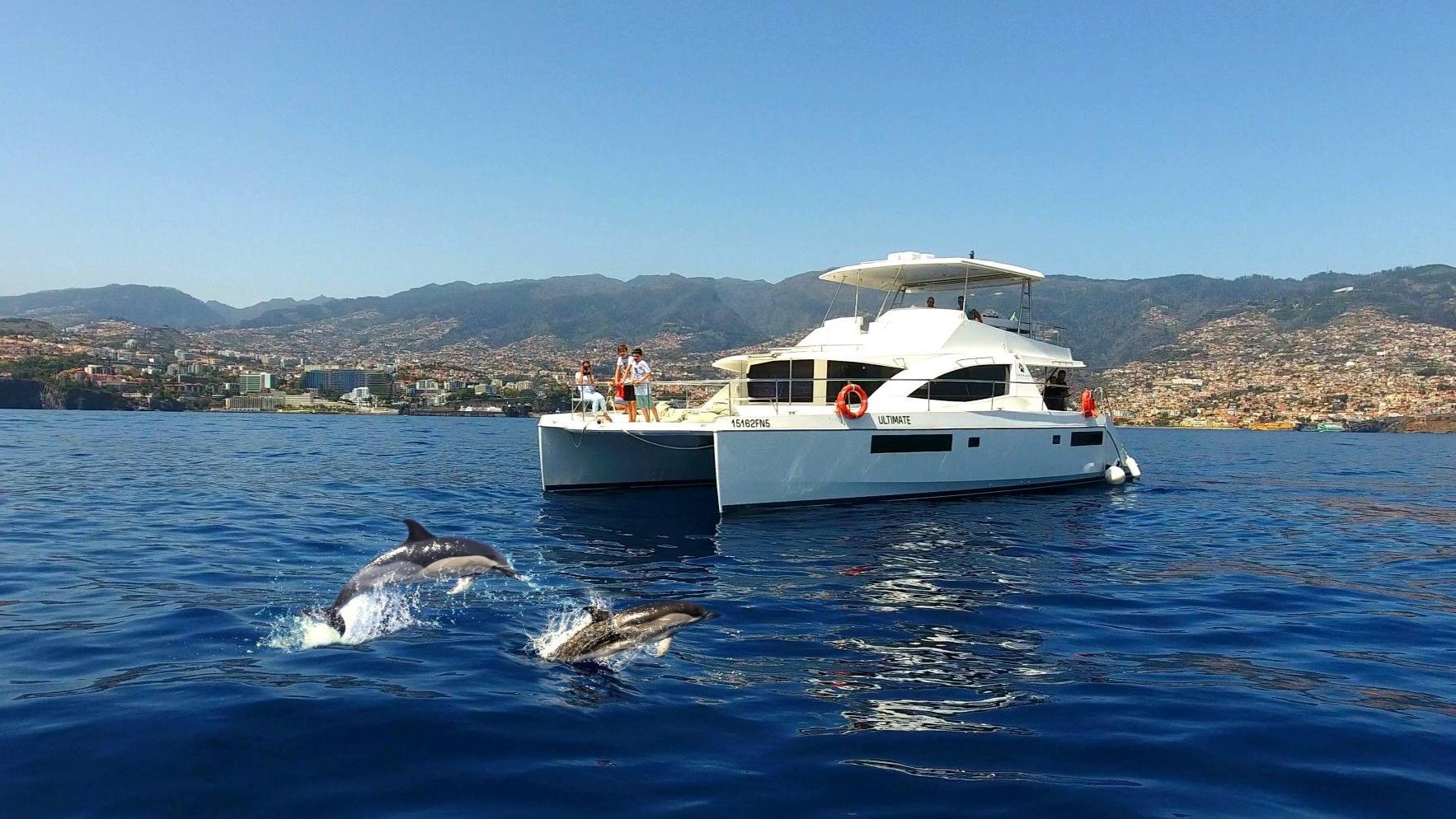 A pod of Common Dolphins leaping through the waves in front of the VIP Dolphins luxury catamaran "Ultimate" during a whale watching tour along the Madeira coastline.