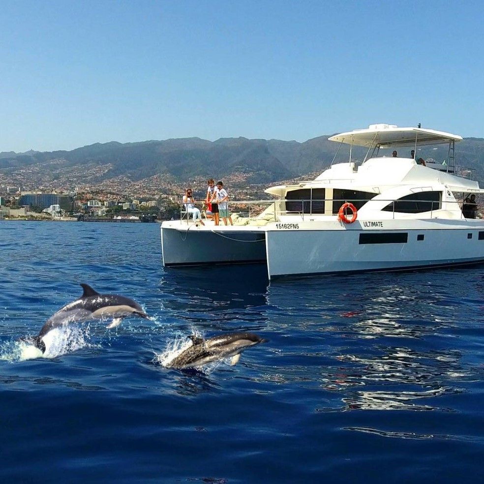 Two dolphins jumping out of the water next to a VIPDolphins catamaran tour in Funchal, Madeira.