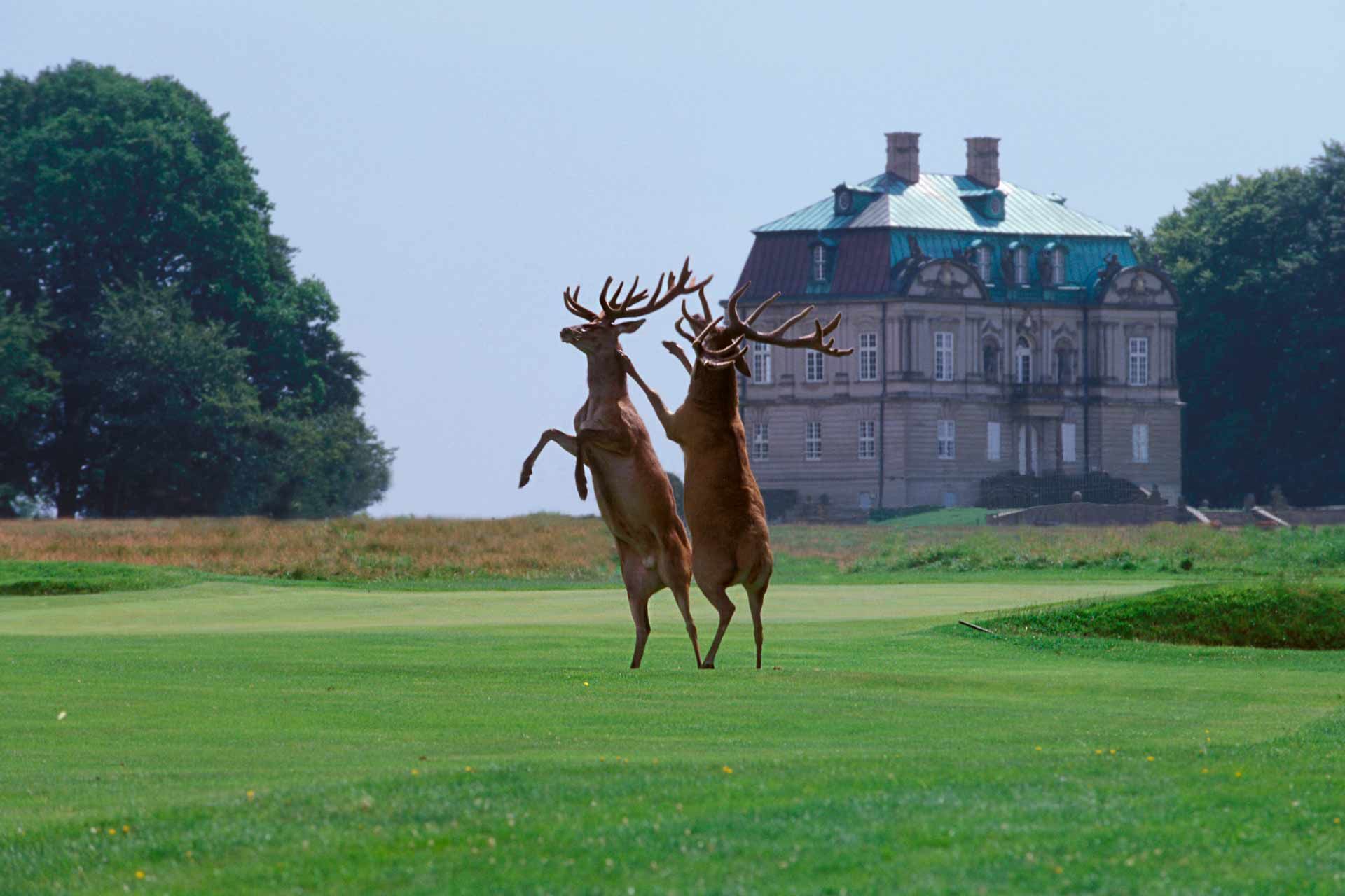 king deers running through golf club in denmark