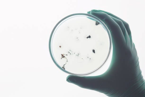 A person is holding a petri dish with bacteria on it.