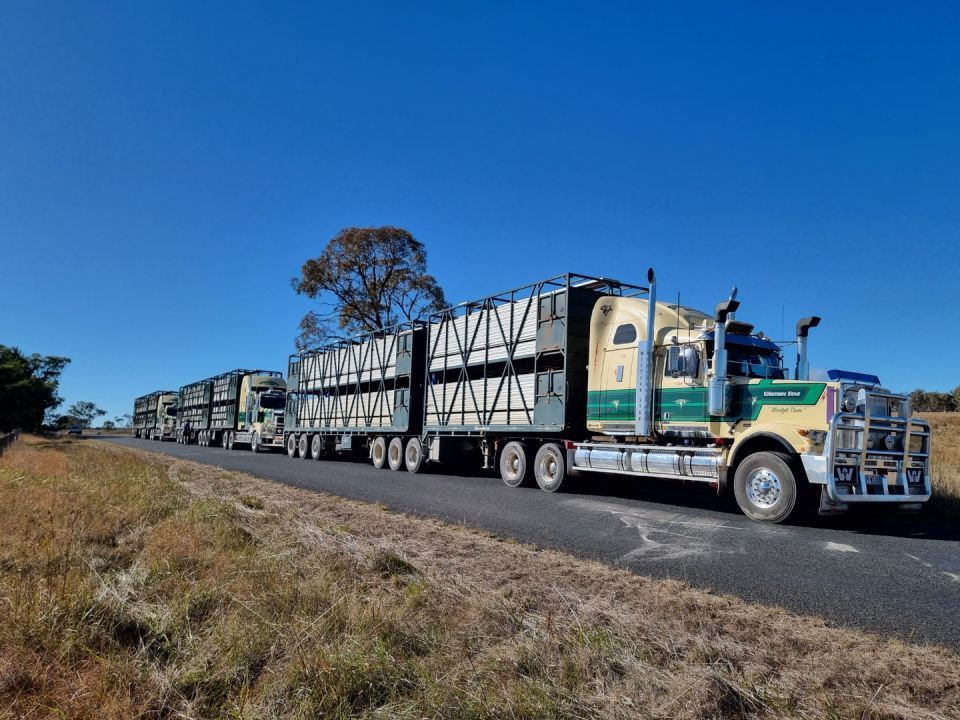 cattle carrier transport