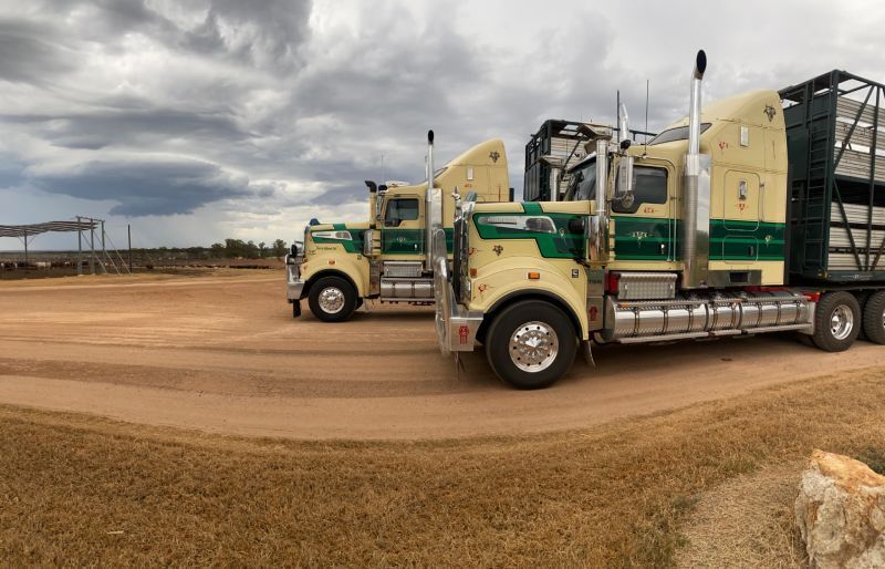 cattle transport