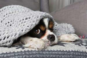 dog-under-blanket-is-prepared-for-winter