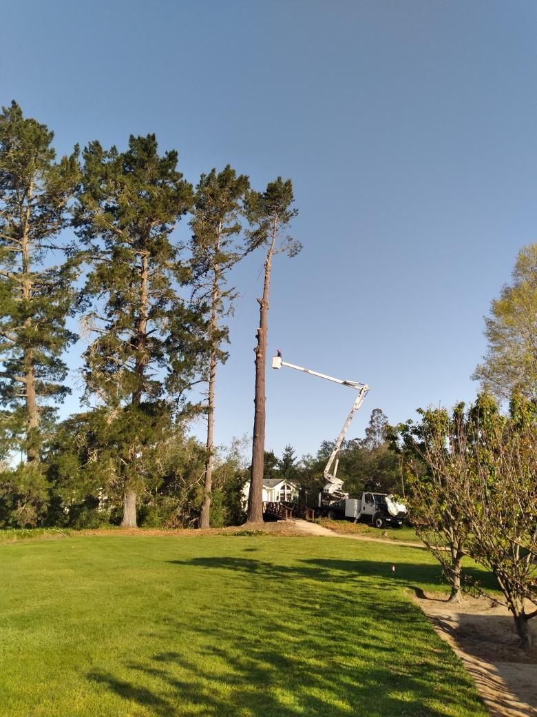 A tree is being cut down by a crane in a park.