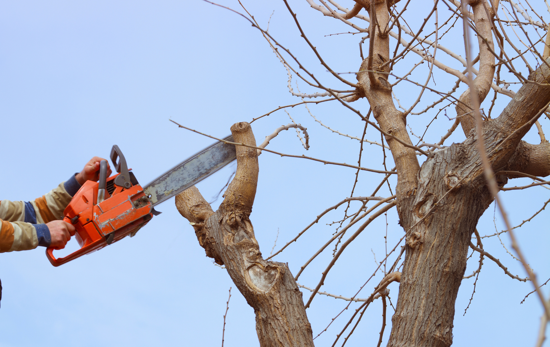 A person is cutting a tree branch with a saw.