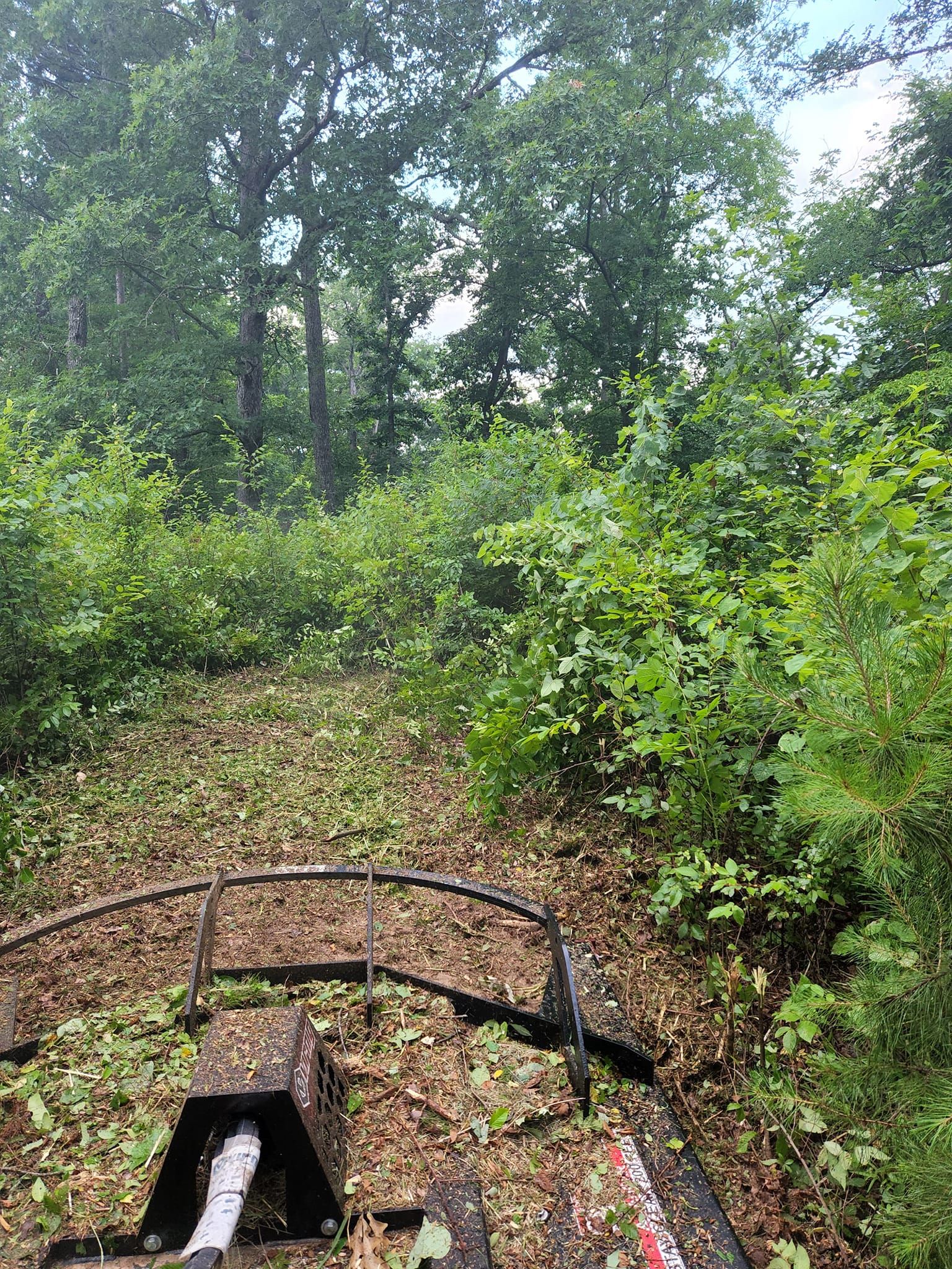 A view from a vehicle traveling through a wooded area, with a path covered in leaves. Lush green foliage surrounds the path.