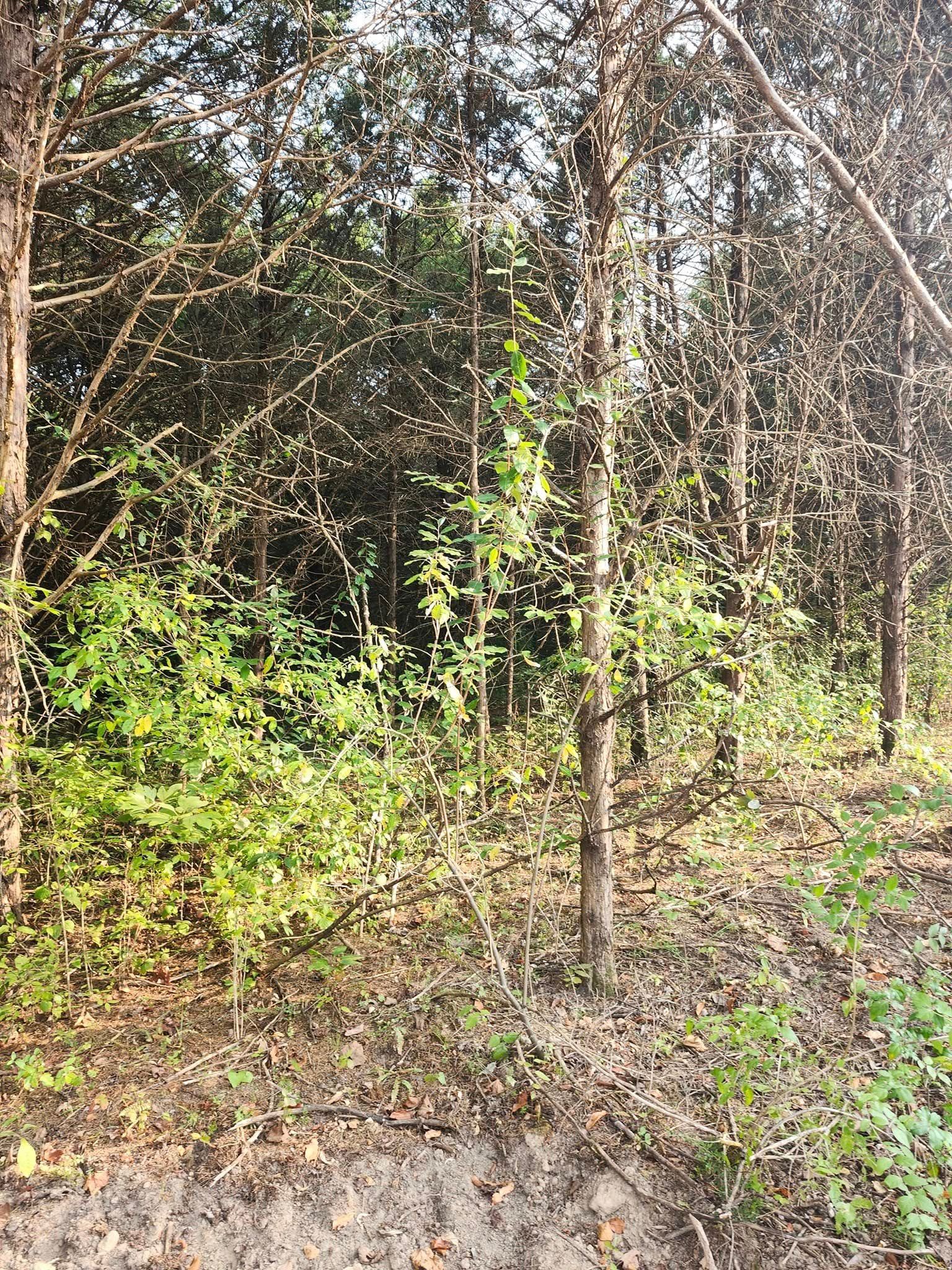 A forest scene with trees and green undergrowth. Sunlight filters through the foliage, illuminating the ground.