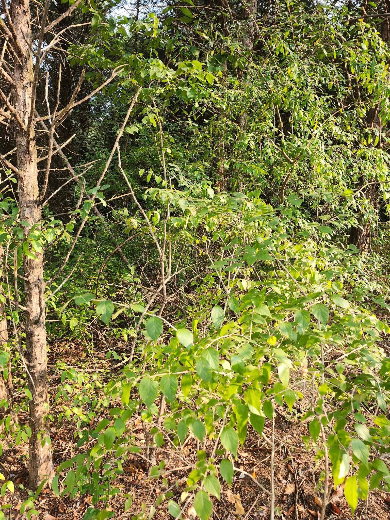 Lush green trees and bushes in a forest setting, illuminated by sunlight.