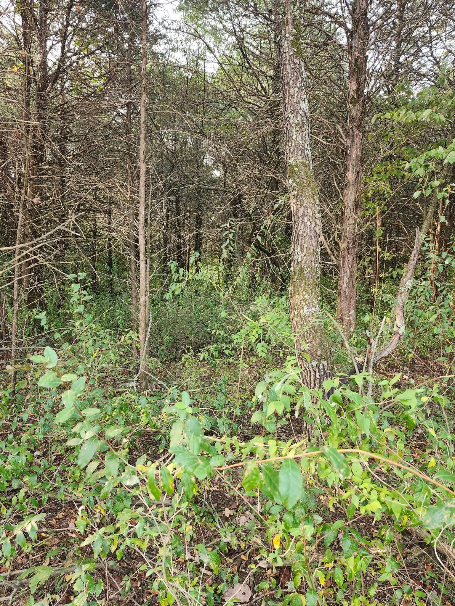 Trees and green foliage in a forest setting.