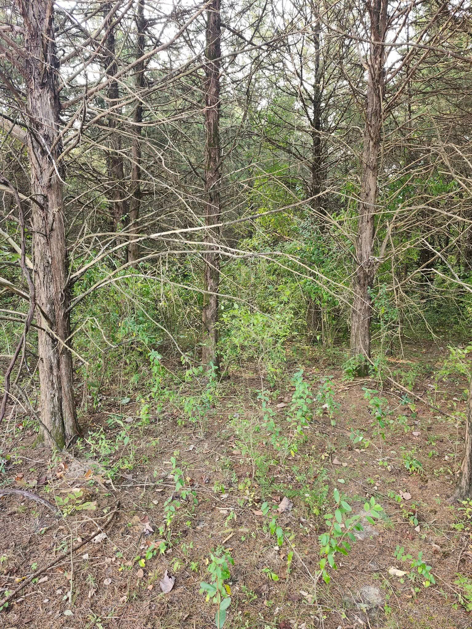 A forested area with several brown tree trunks, green foliage, and brown ground cover.