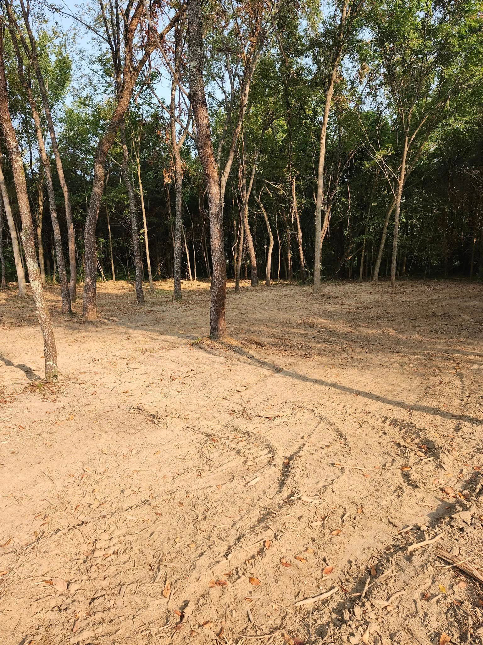 A grove of trees with light-colored bark on a sandy ground. Sunlight filters through the leaves, creating shadows.