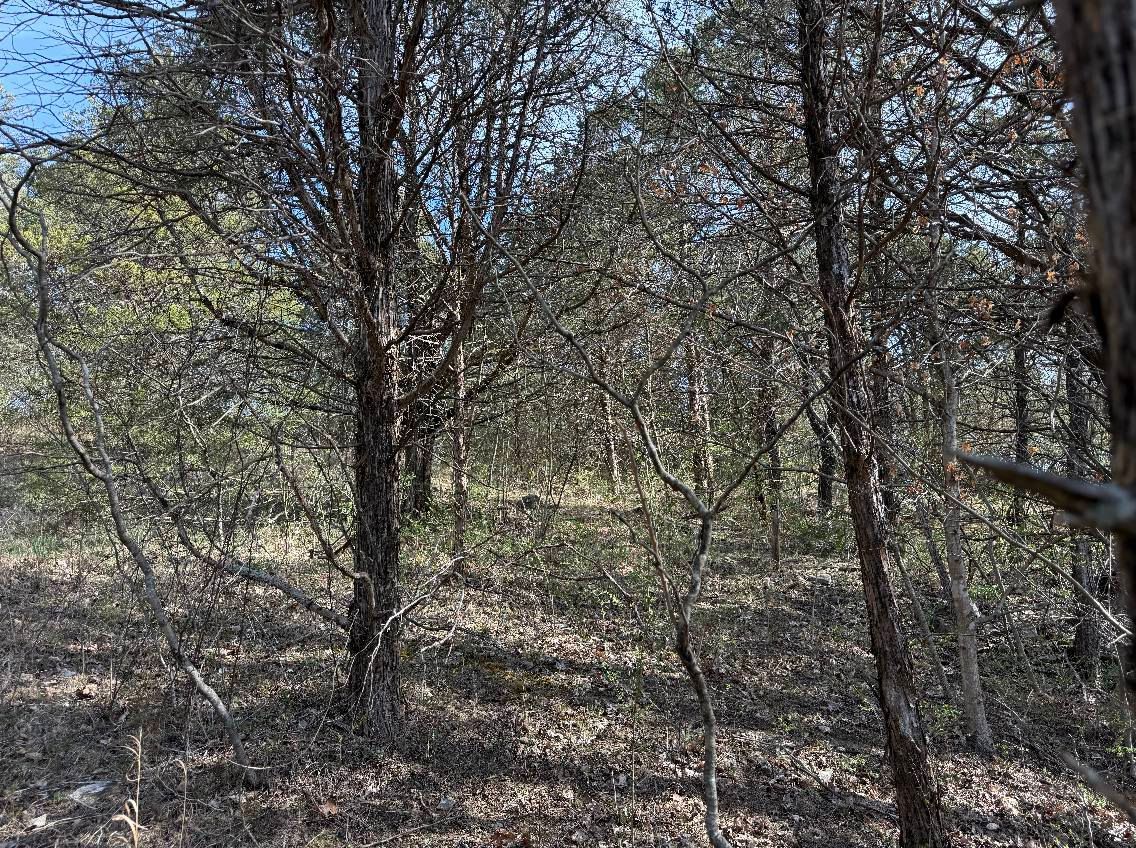 Forest interior with bare trees and green foliage, with sunlight filtering through.