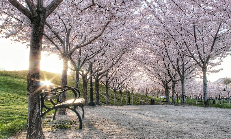 Picture Of Spring Blossom