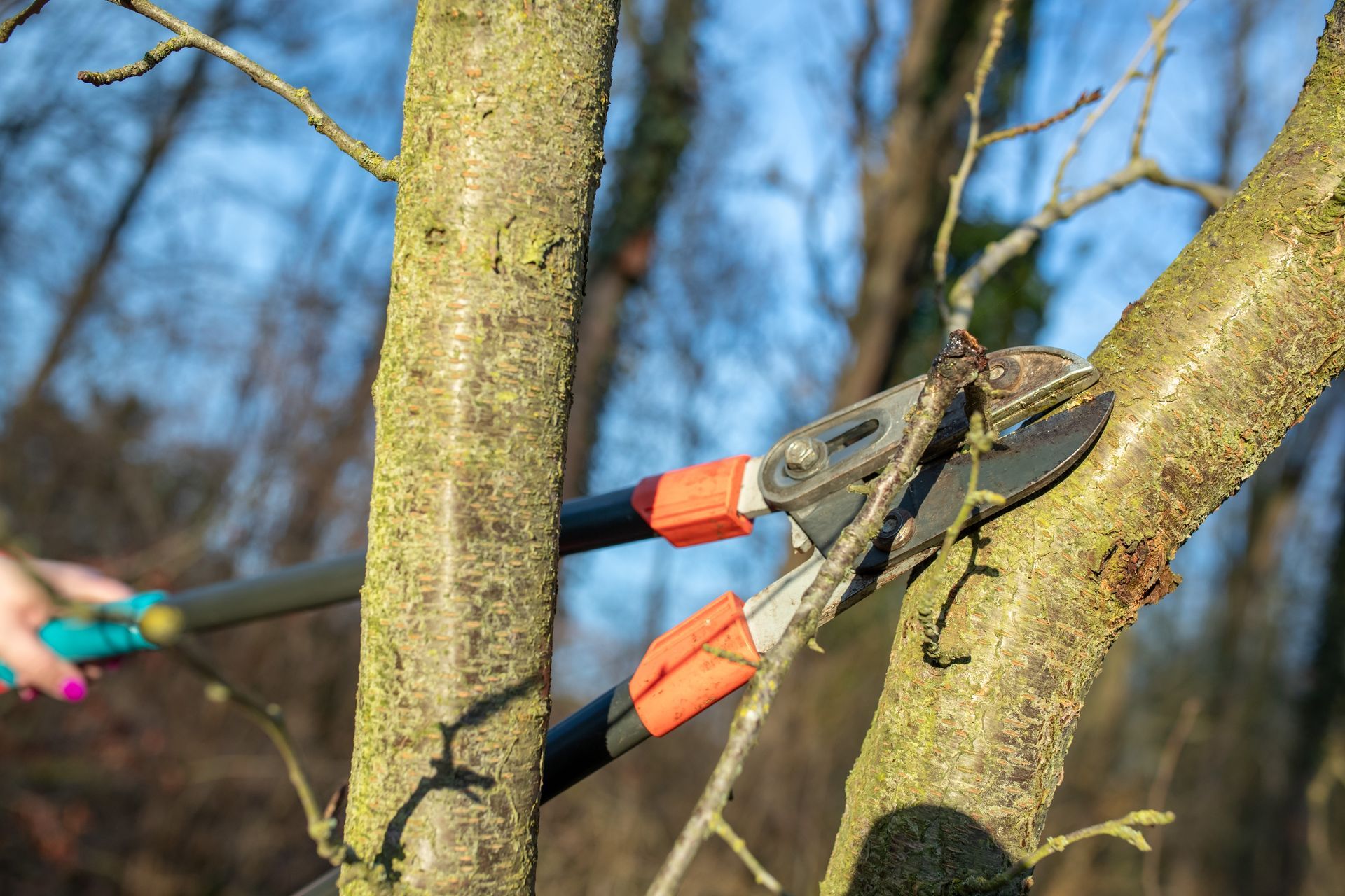 Hands using pruning shears to cut a tree branch outdoors