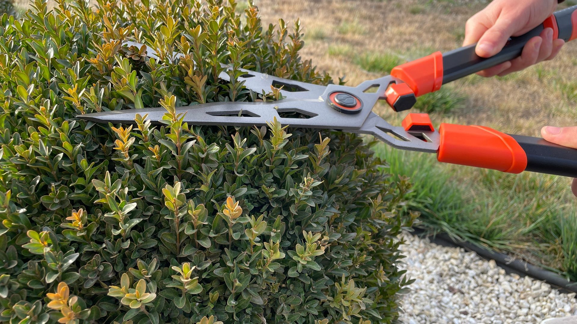 Hands trimming a green hedge with orange-handled hedge shears outdoors