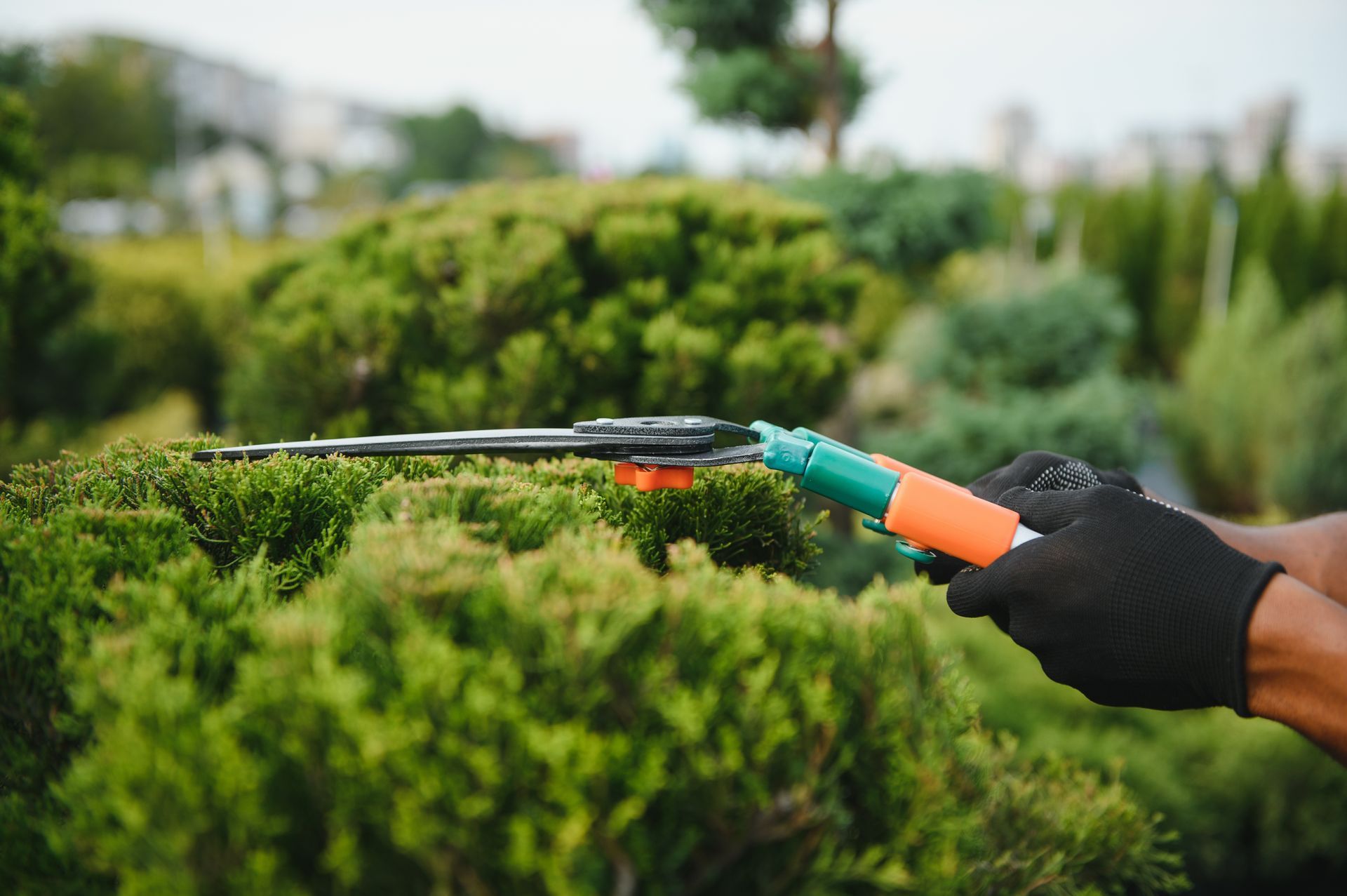 Gloved hand using a hedge trimmer to cut green shrubs in a garden