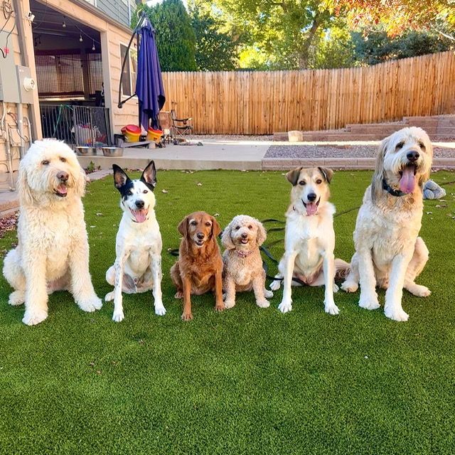 Six dogs sitting on green grass in a backyard, with a fence and patio in the background.