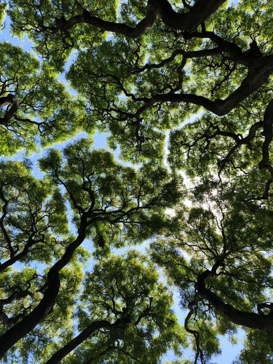 Looking up at a leafy green tree canopy with sunlight filtering through branches
