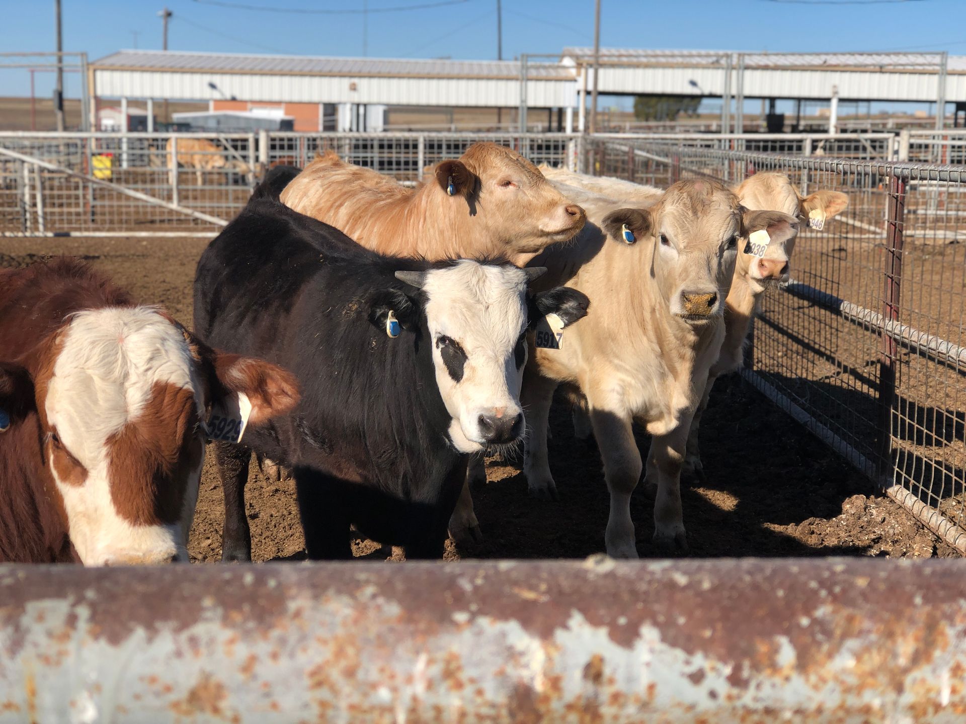 Cattle in a metal pen, various colors including brown, black and white, standing close together in a sunny outdoor setting.