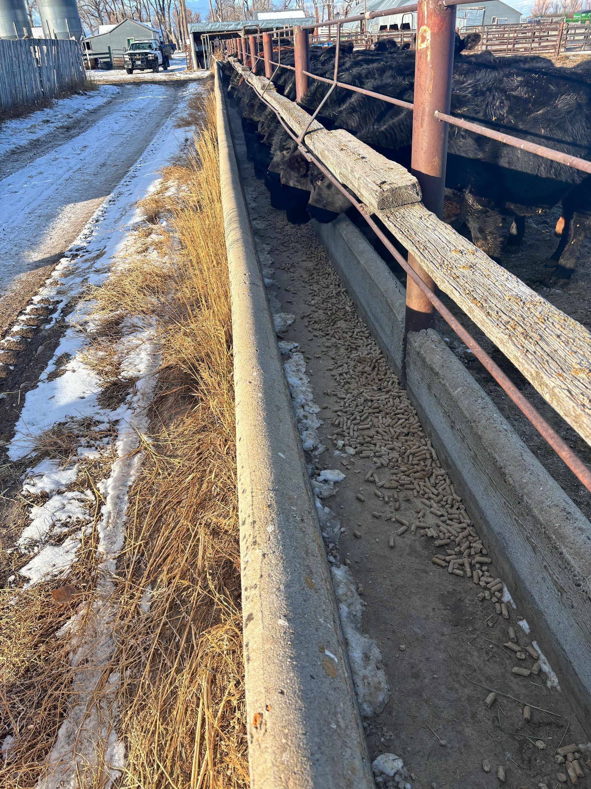 Long concrete cattle feeder with feed, snow-covered ground, and black cows.