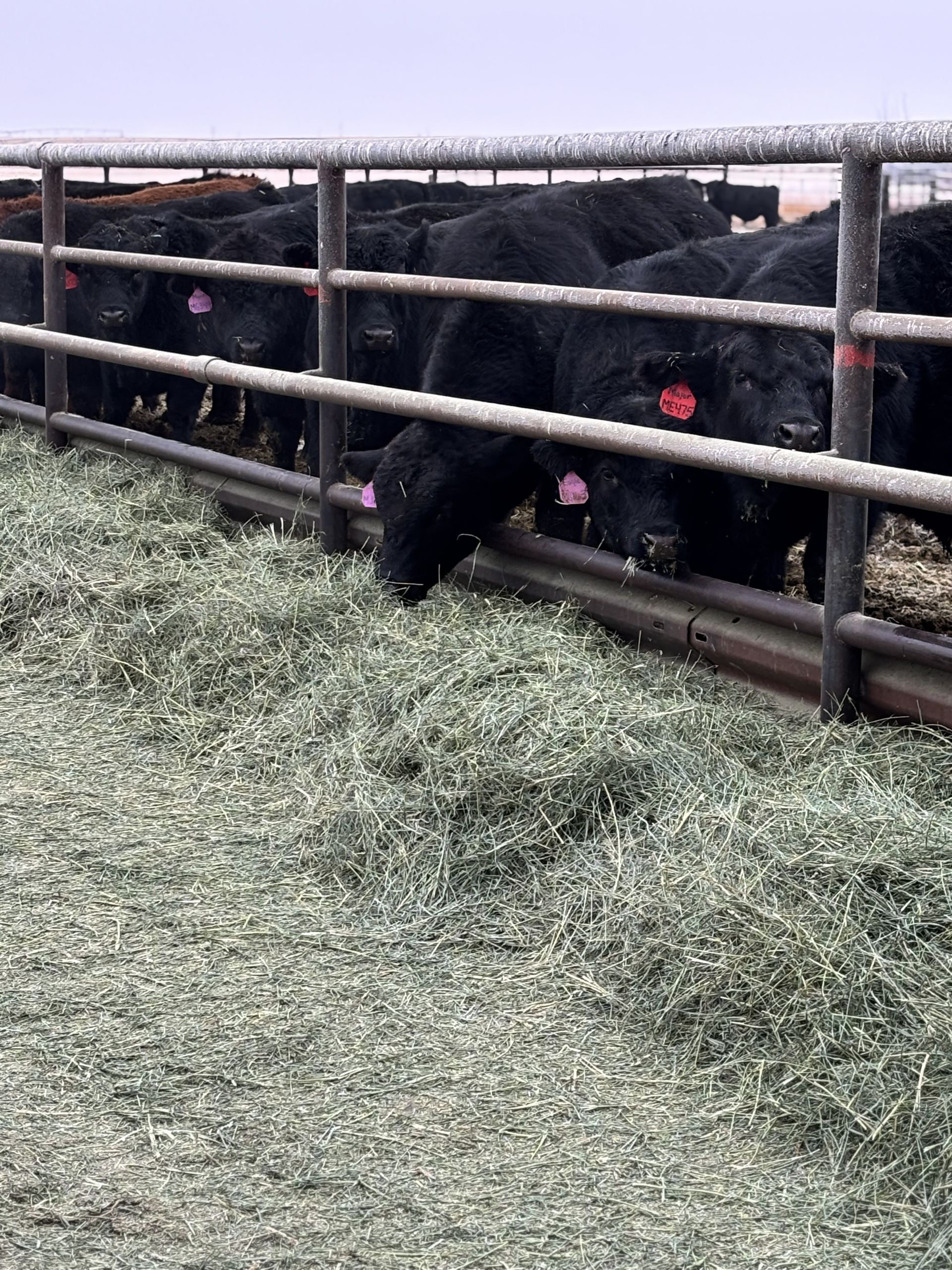 Black cows eating hay in a fenced area. Pink ear tags are visible.
