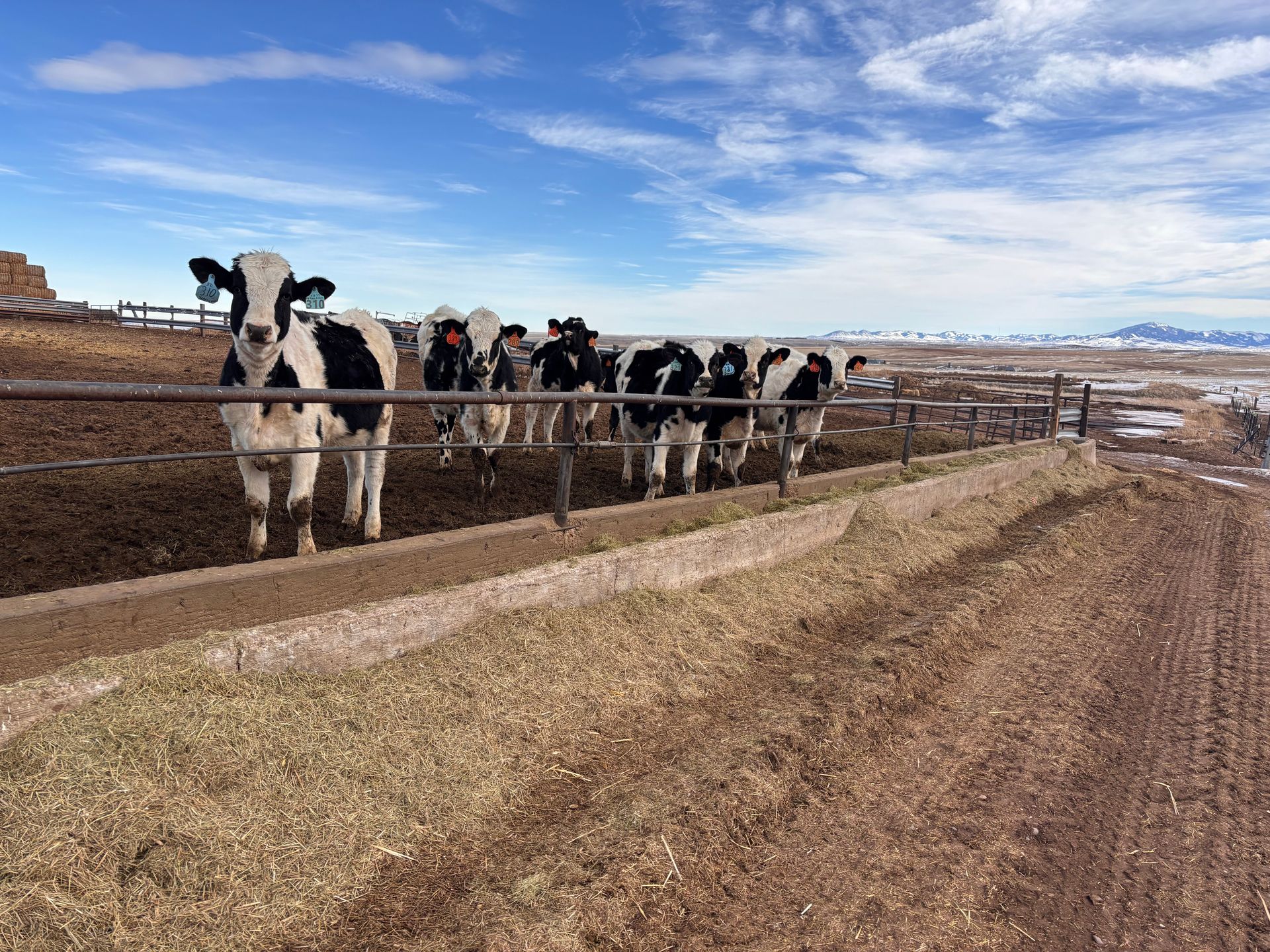 Black and white cows standing behind a metal fence in a rural, sunny landscape.