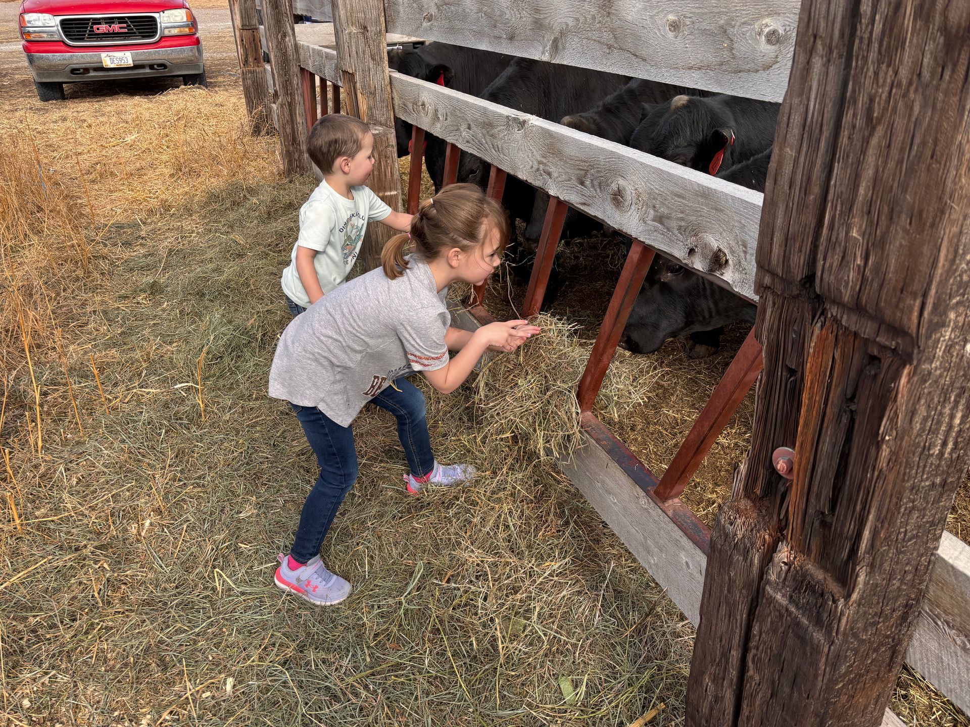 Two children feeding hay to cows at a wooden trough on a farm.