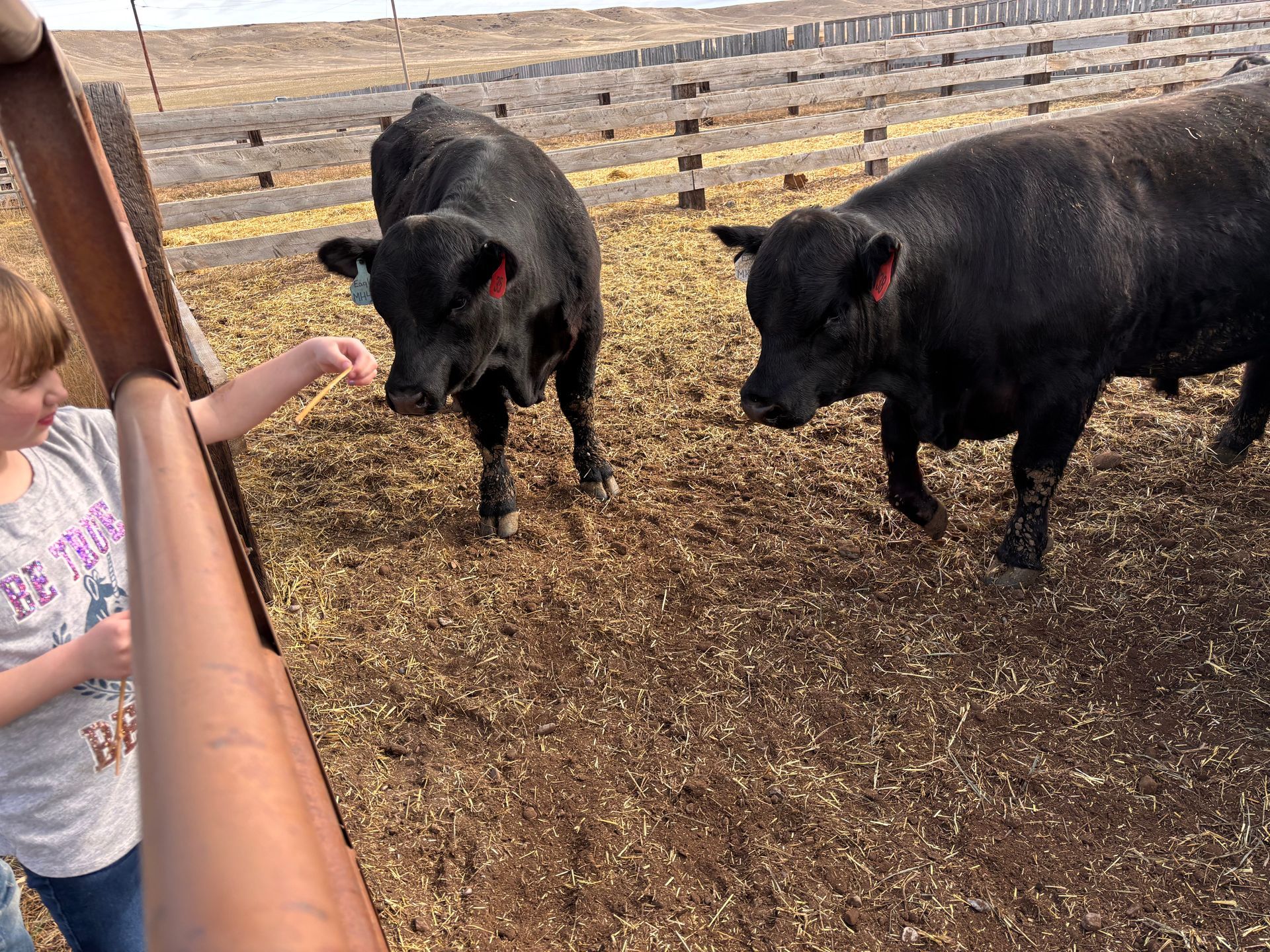 A young girl feeds two black Angus cows in a wooden pen.