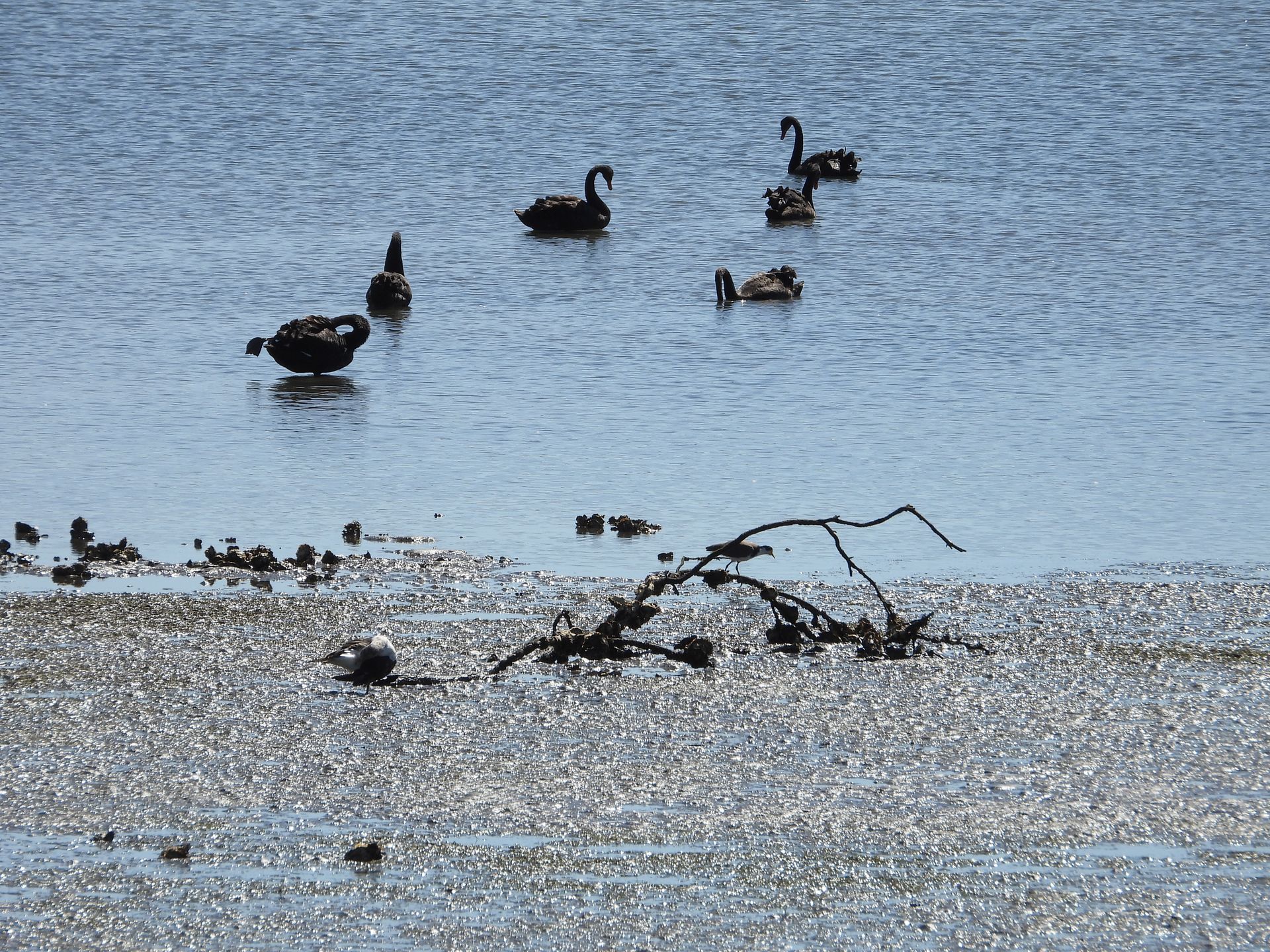 A group of ducks are swimming in a body of water