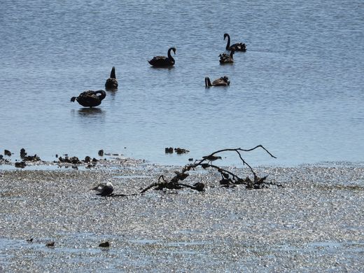 A group of ducks are swimming in a body of water