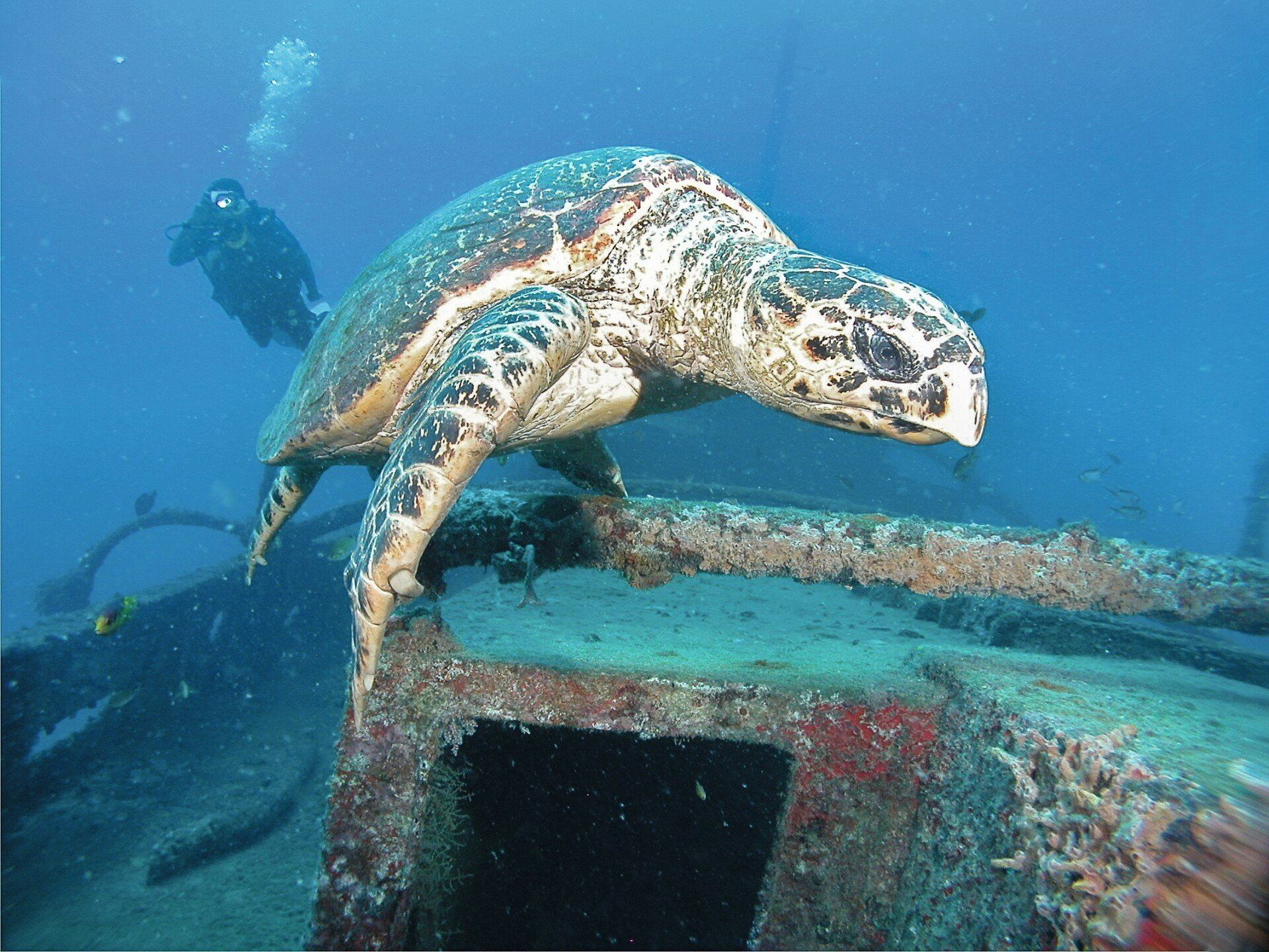 Uma tartaruga marinha está nadando no oceano perto de um mergulhador