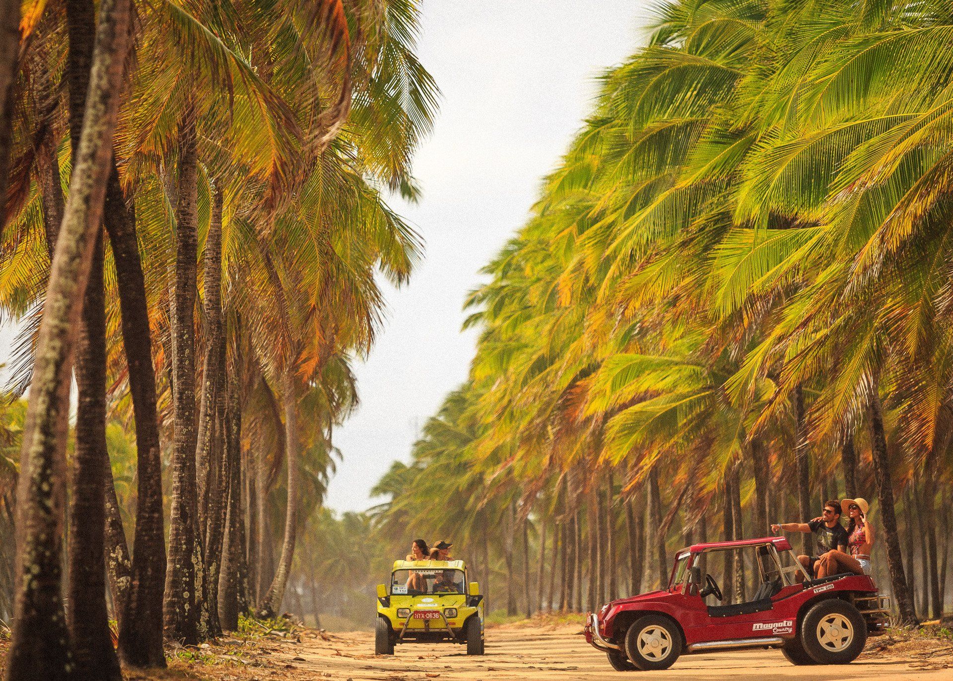 Dois buggies estão viajando por uma estrada de terra cercada por palmeiras.