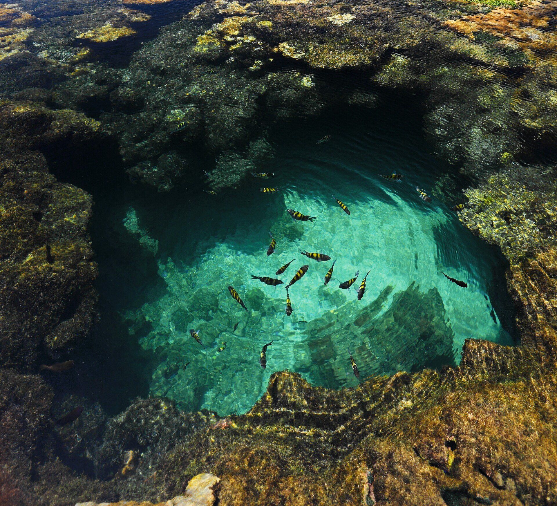 Um grupo de peixes está nadando em uma piscina de água