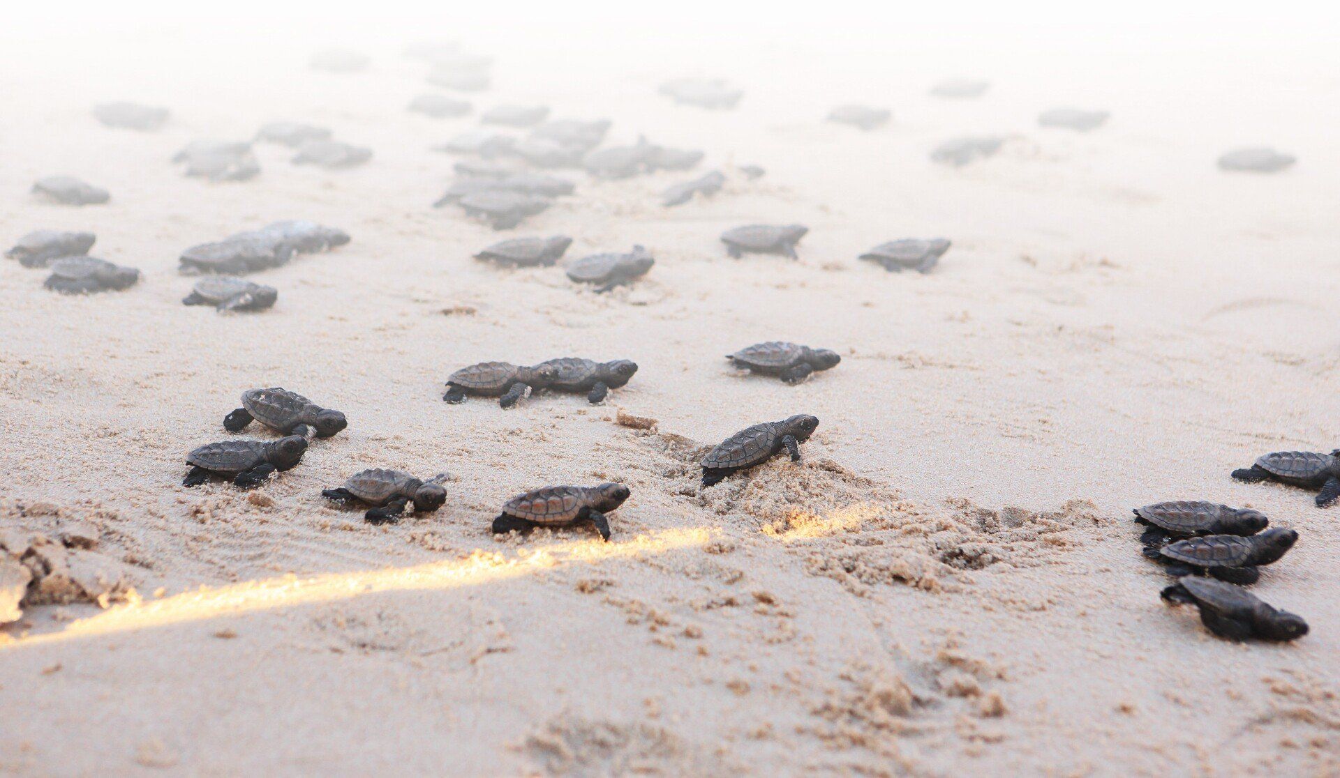 Um grupo de tartarugas marinhas está caminhando em uma praia arenosa.