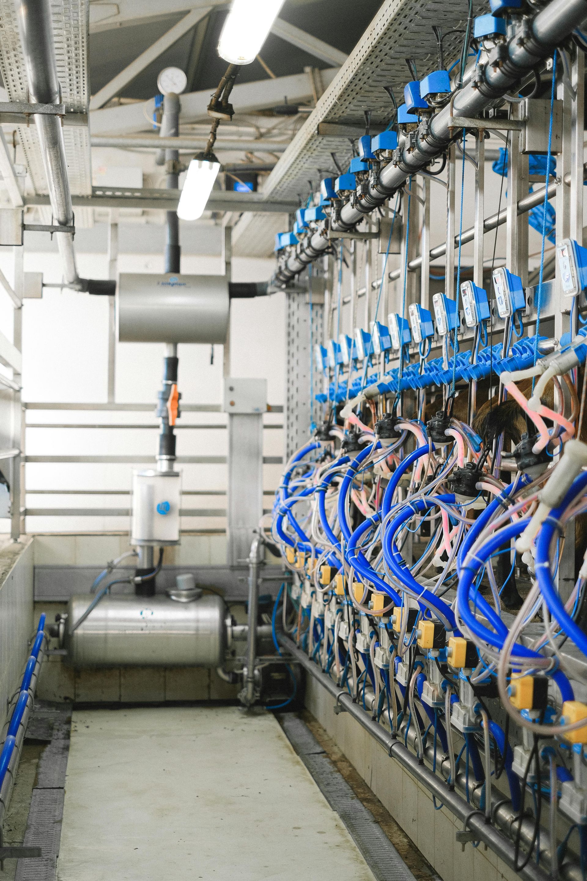 Milking parlor with blue tubing, stainless steel equipment, and overhead lighting.