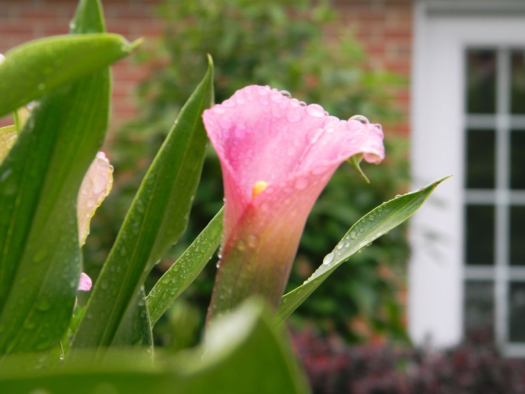 Apartments Wesley Willows & Peterson Meadows Rockford, IL