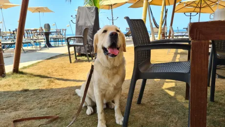 hotel pet friendly Acapulco