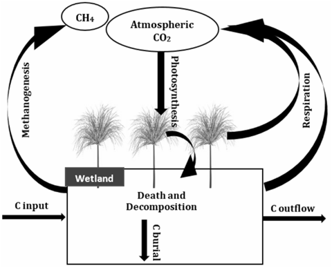 Carbon cycle