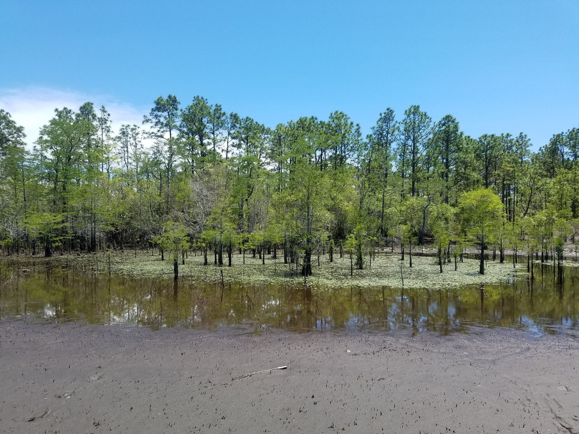 Cypress Pond at Carolina Beach State Park