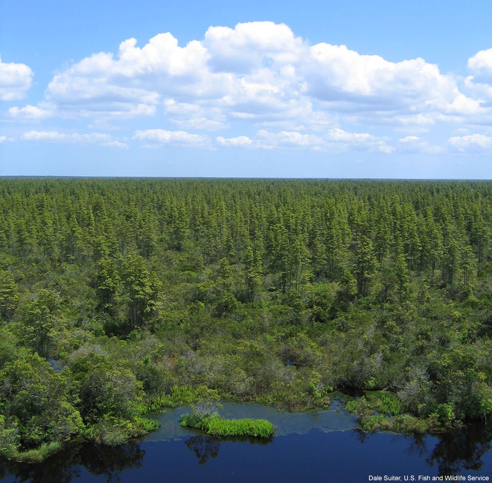 Pocosin Lakes National Wildlife Refuge best described as a dense, tangled evergreen shrub bog