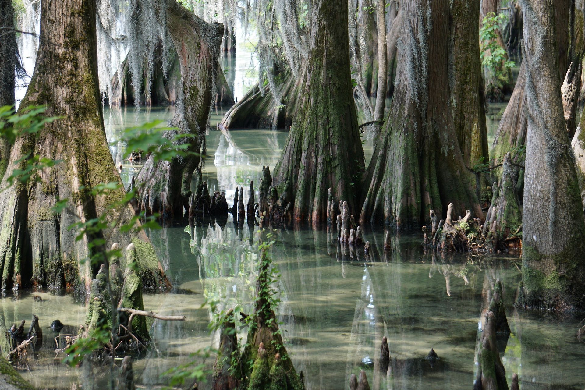 Butressed cyress trees with conical 