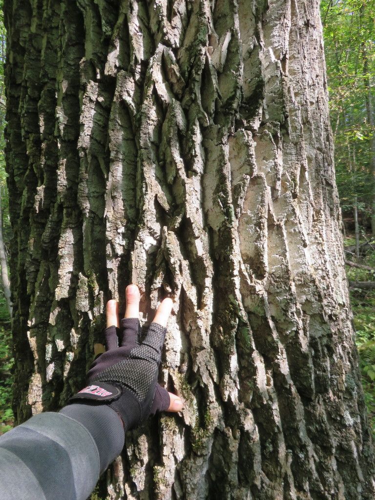 Bark: Owen Clarkin