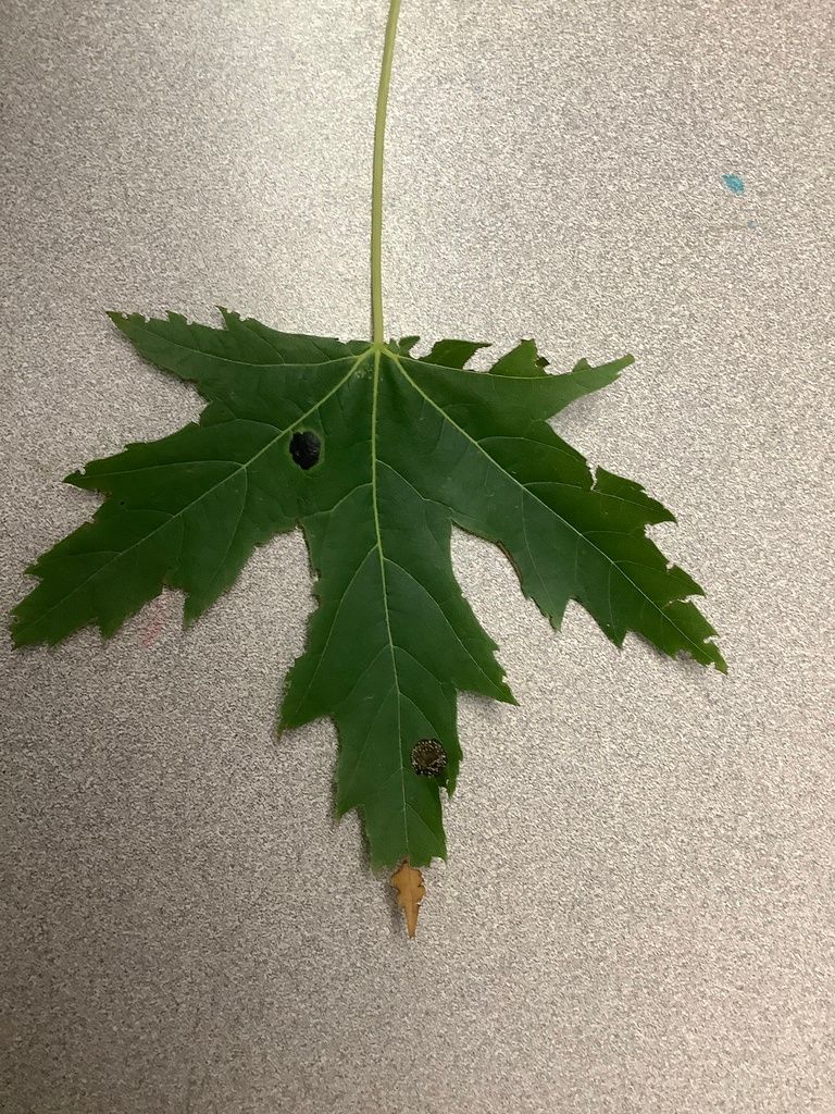 Silver maple leaf; photo by: Nacyjc13