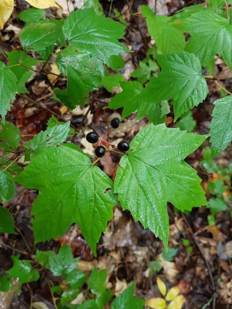 Mapleleaf viburnum; photo by: Peter Waycik