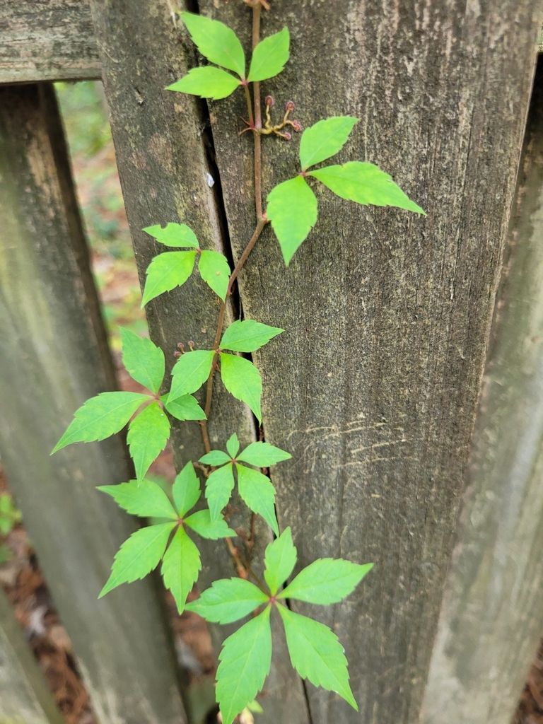 Virginia creeper; photo by: Adam Sima