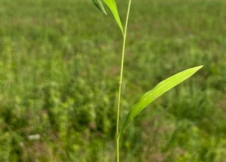 White Grass with Hairy Node. Photo credit: Nathan Aaron