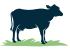 Beef