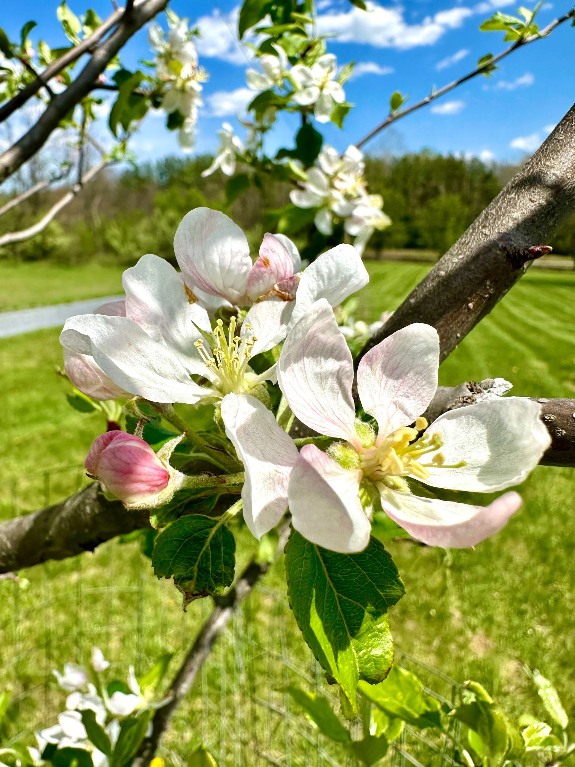 A close up of a flower on a tree branch.
