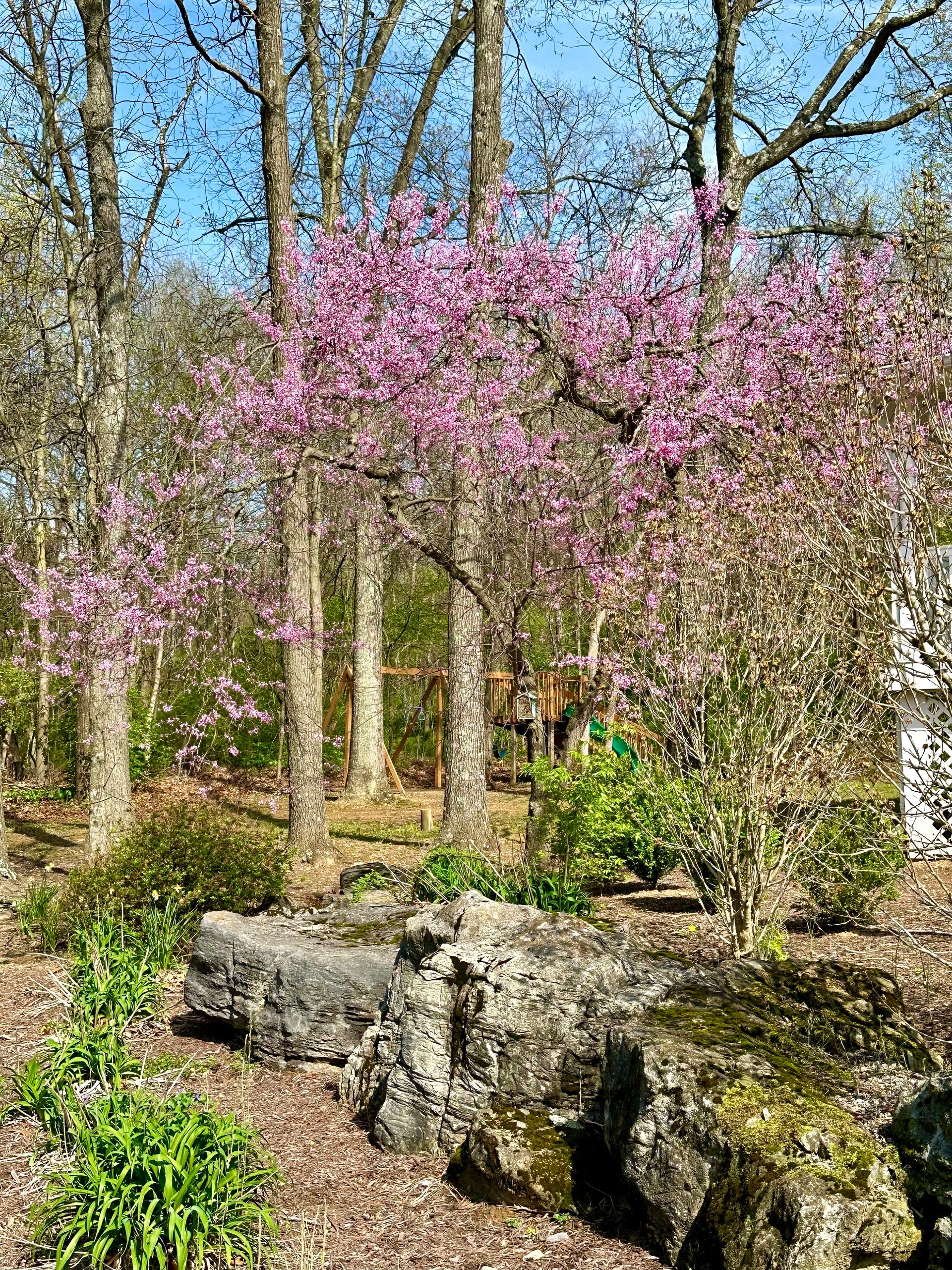 A tree with pink flowers is in the middle of a forest.