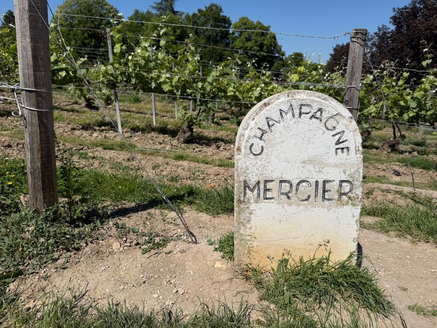 Rolling Champagne vineyards in France on a sunny day